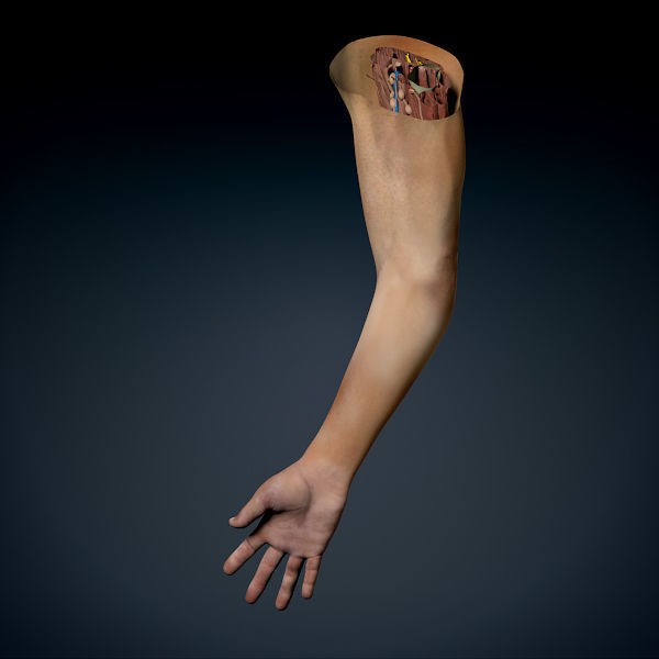 Human Male Arm 3D Model – Anatomically Accurate PBR Character Asset - View 8