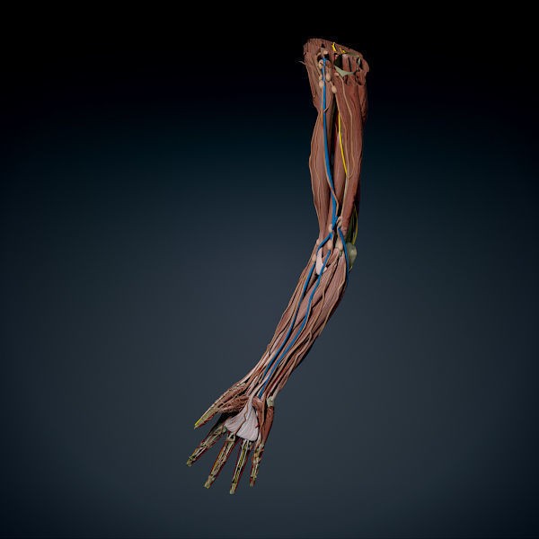 Human Male Arm 3D Model – Anatomically Accurate PBR Character Asset - View 9