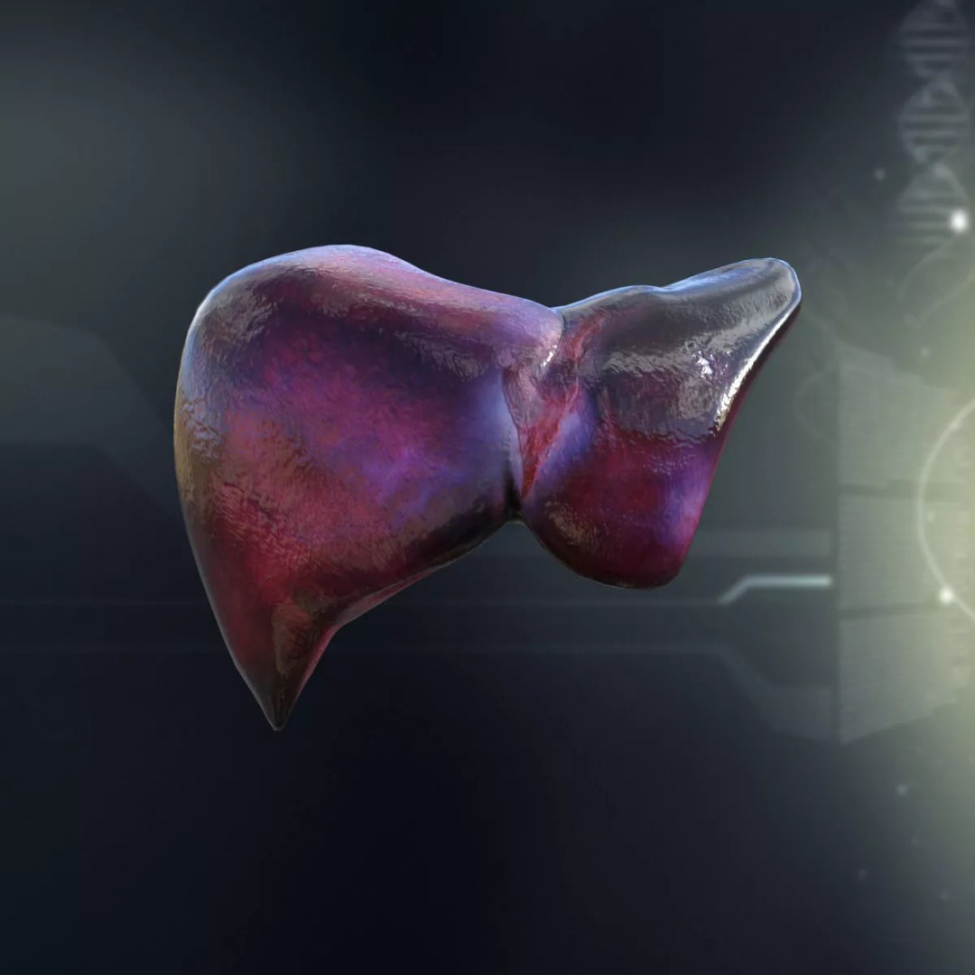 Human Liver 3D Model – Detailed Anatomy Asset, FBX & PBR Textures - View 2