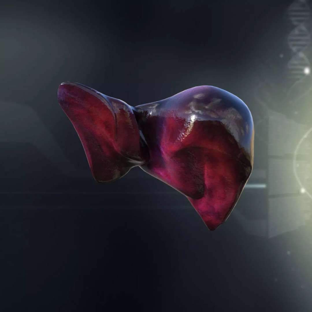 Human Liver 3D Model – Detailed Anatomy Asset, FBX & PBR Textures - View 3