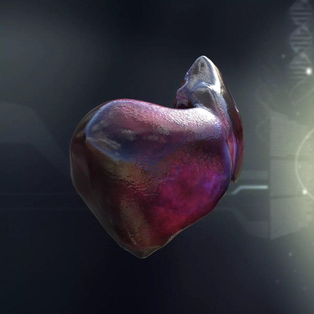 Human Liver 3D Model – Detailed Anatomy Asset, FBX & PBR Textures - View 5