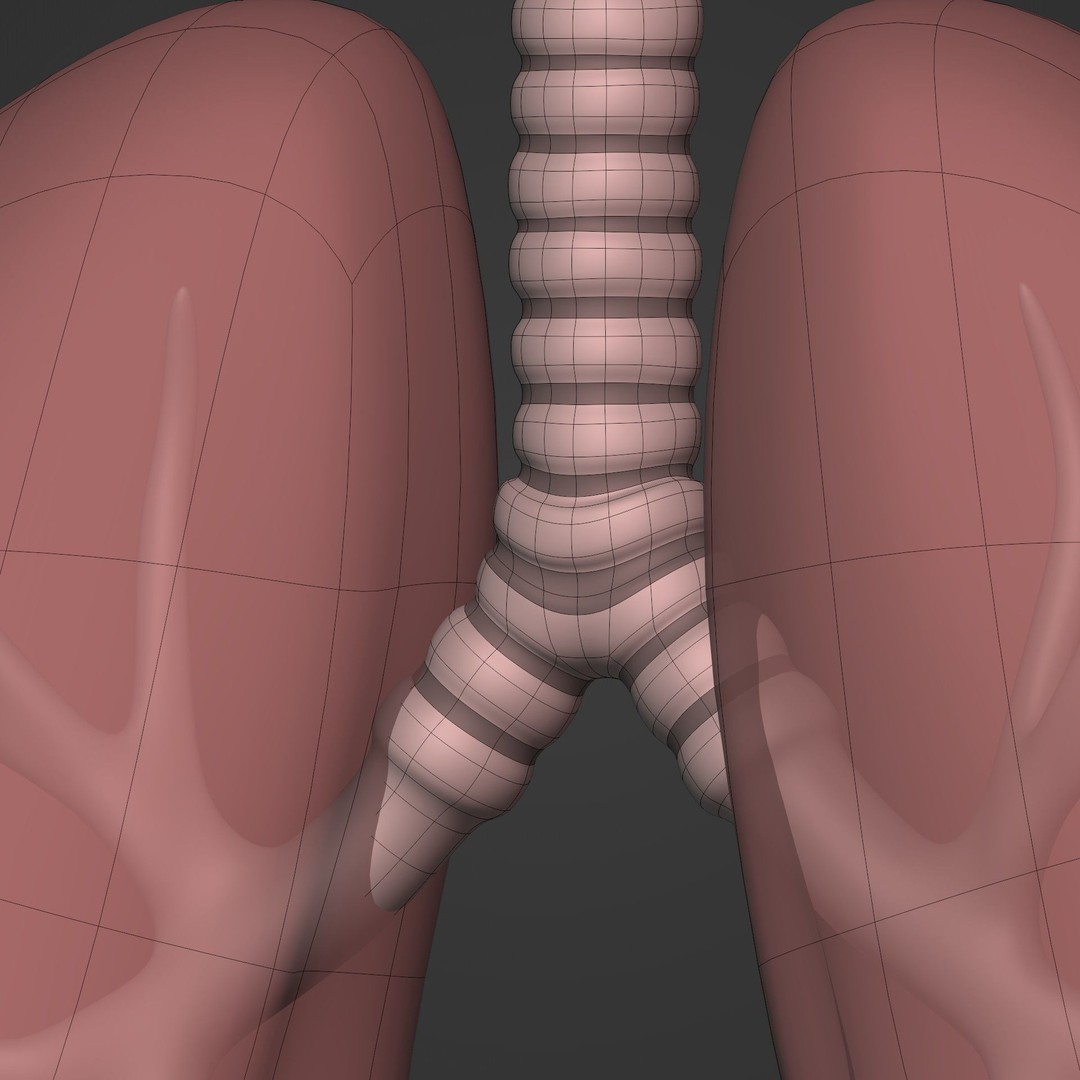 Lungs 3D Model – Low Poly Respiratory System for Blender
