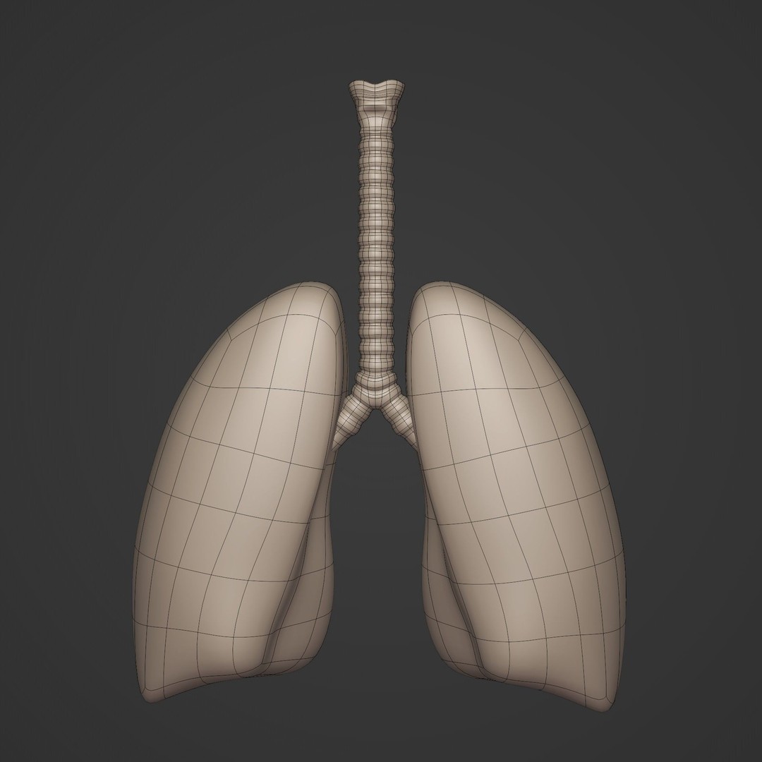 Lungs 3D Model – Low Poly Respiratory System for Blender - View 10