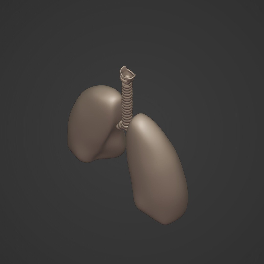 Lungs 3D Model – Low Poly Respiratory System for Blender - View 11