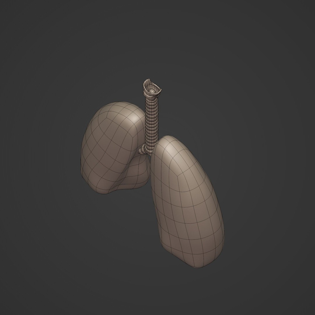Lungs 3D Model – Low Poly Respiratory System for Blender - View 12