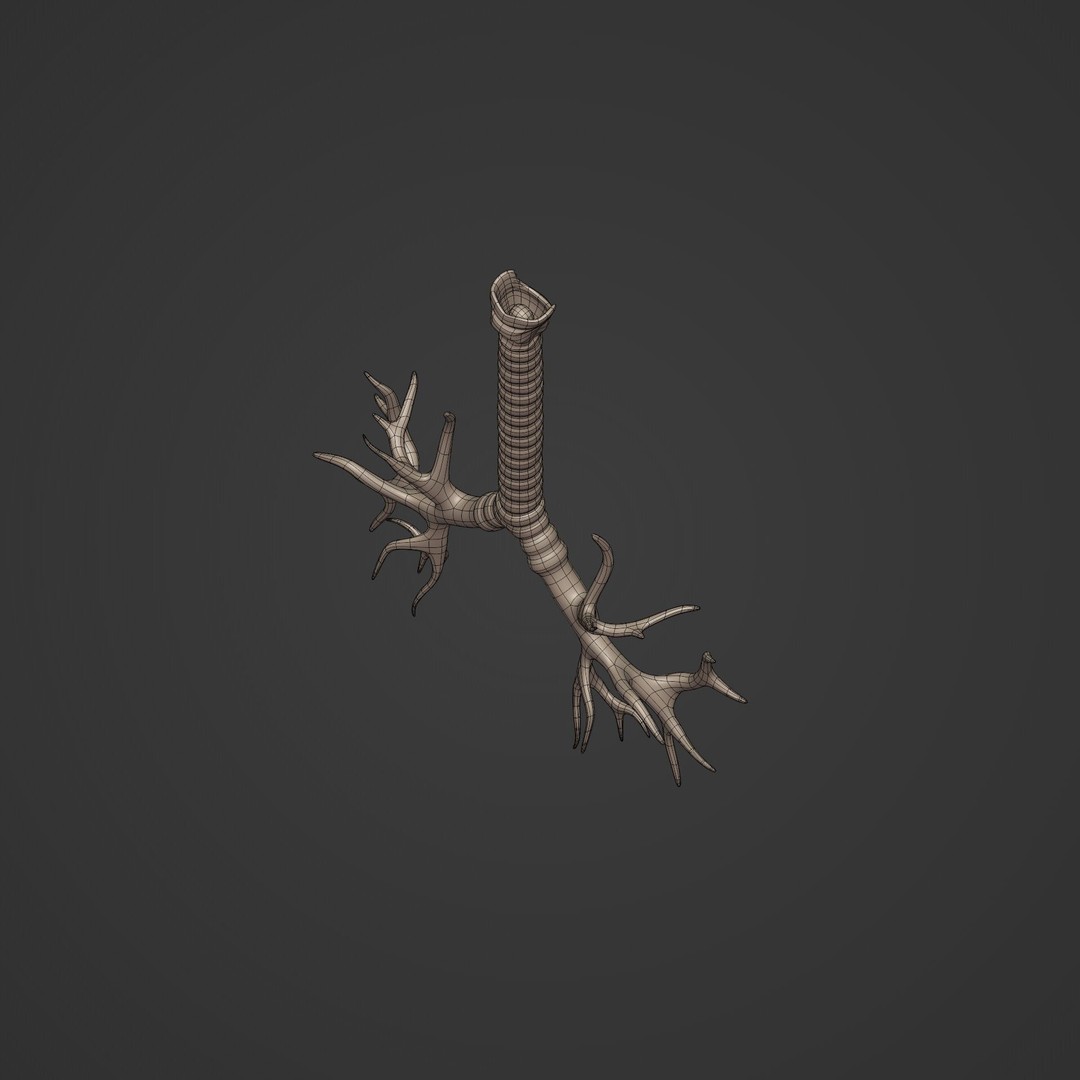 Lungs 3D Model – Low Poly Respiratory System for Blender - View 13