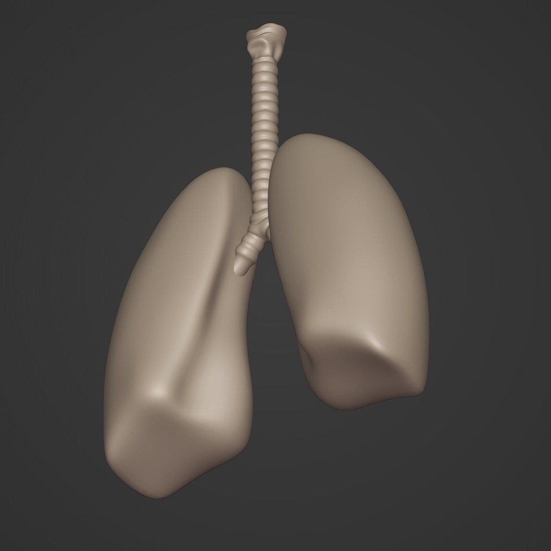 Lungs 3D Model – Low Poly Respiratory System for Blender - View 14
