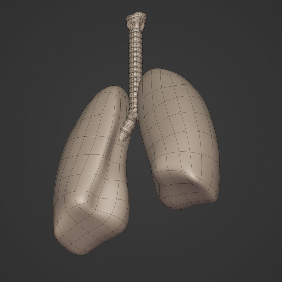 Lungs 3D Model – Low Poly Respiratory System for Blender - View 15