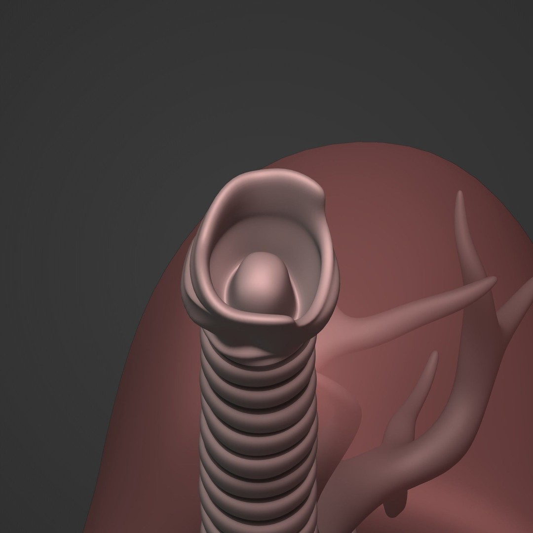 Lungs 3D Model – Low Poly Respiratory System for Blender - View 18