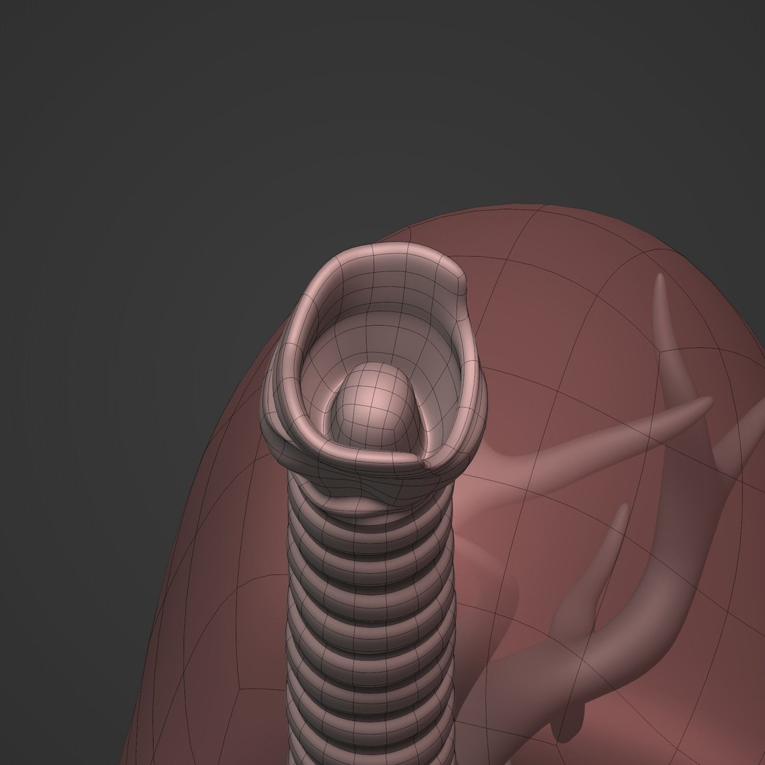 Lungs 3D Model – Low Poly Respiratory System for Blender - View 19