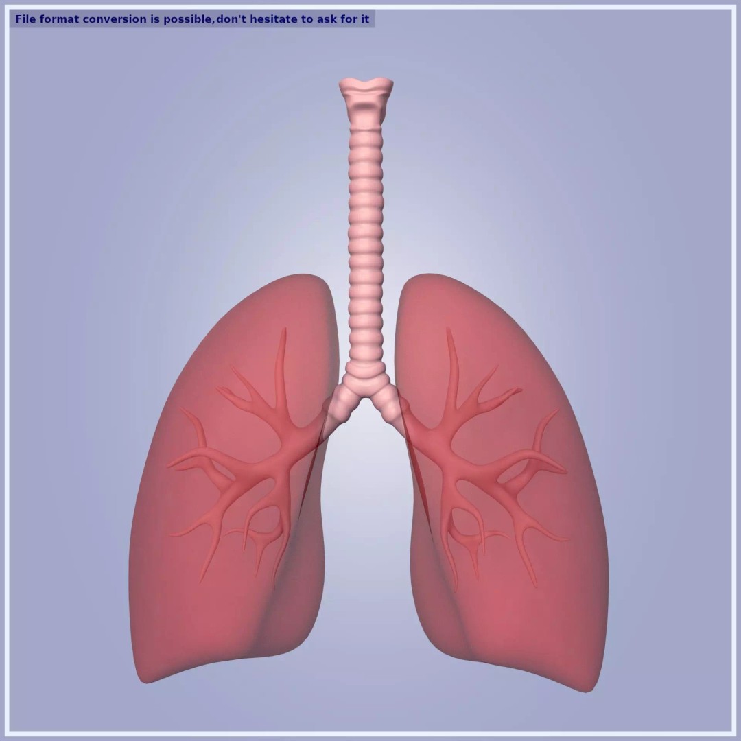Lungs 3D Model – Low Poly Respiratory System for Blender - View 2