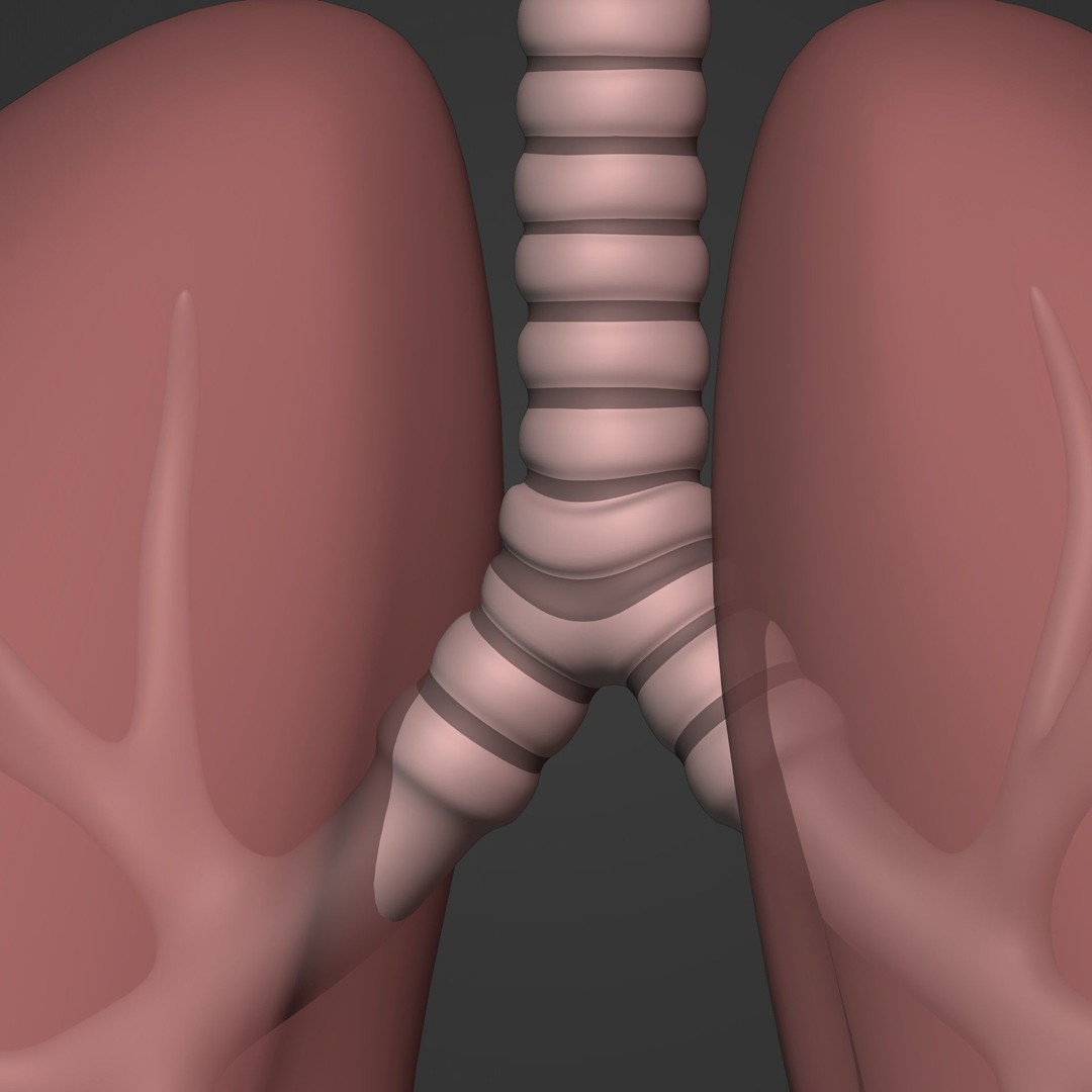 Lungs 3D Model – Low Poly Respiratory System for Blender - View 20