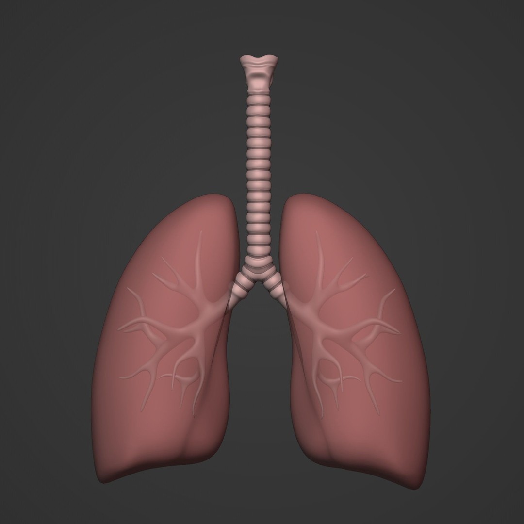 Lungs 3D Model – Low Poly Respiratory System for Blender - View 3
