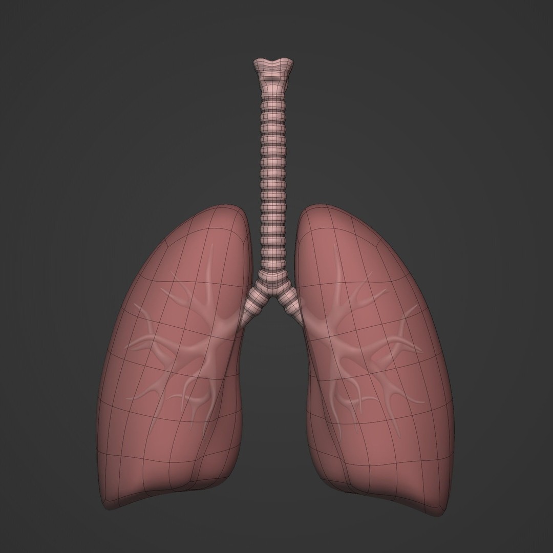 Lungs 3D Model – Low Poly Respiratory System for Blender - View 4