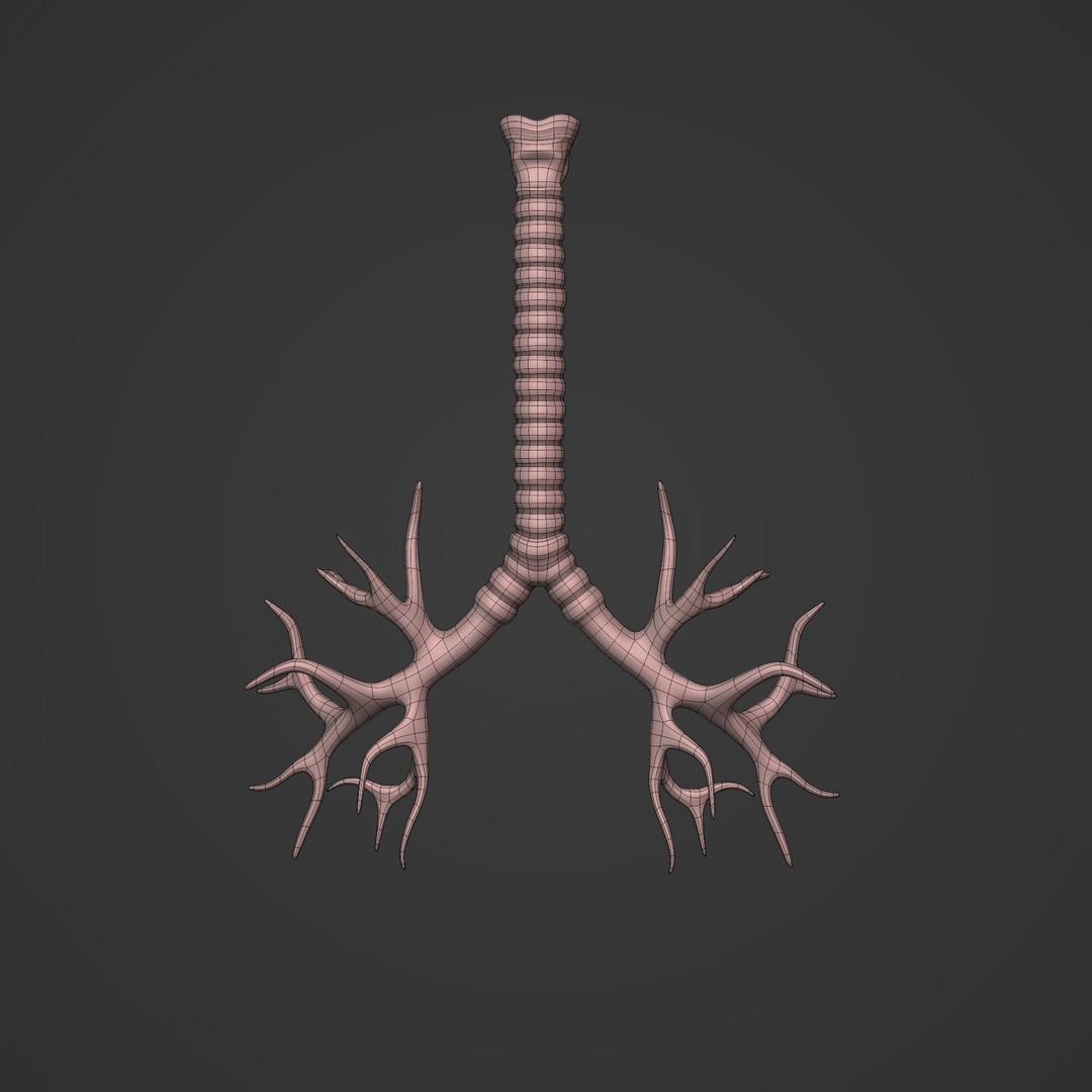 Lungs 3D Model – Low Poly Respiratory System for Blender - View 5