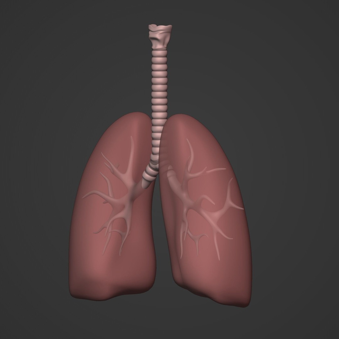 Lungs 3D Model – Low Poly Respiratory System for Blender - View 7