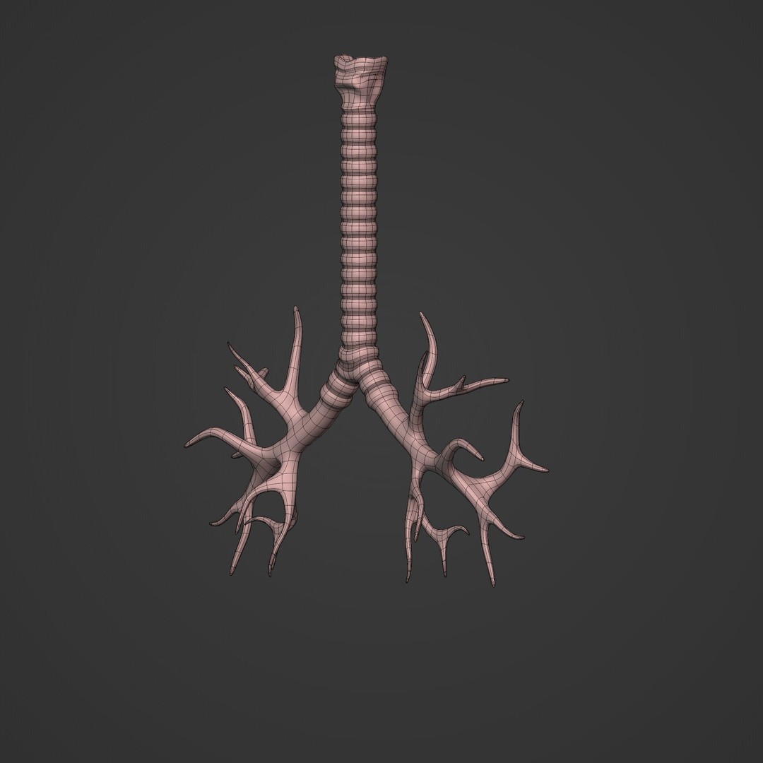 Lungs 3D Model – Low Poly Respiratory System for Blender - View 8