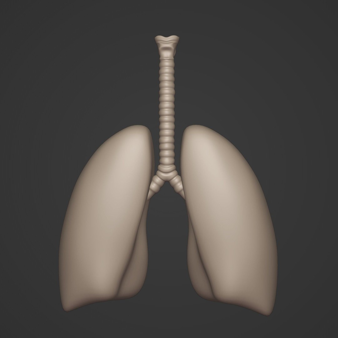Lungs 3D Model – Low Poly Respiratory System for Blender - View 9
