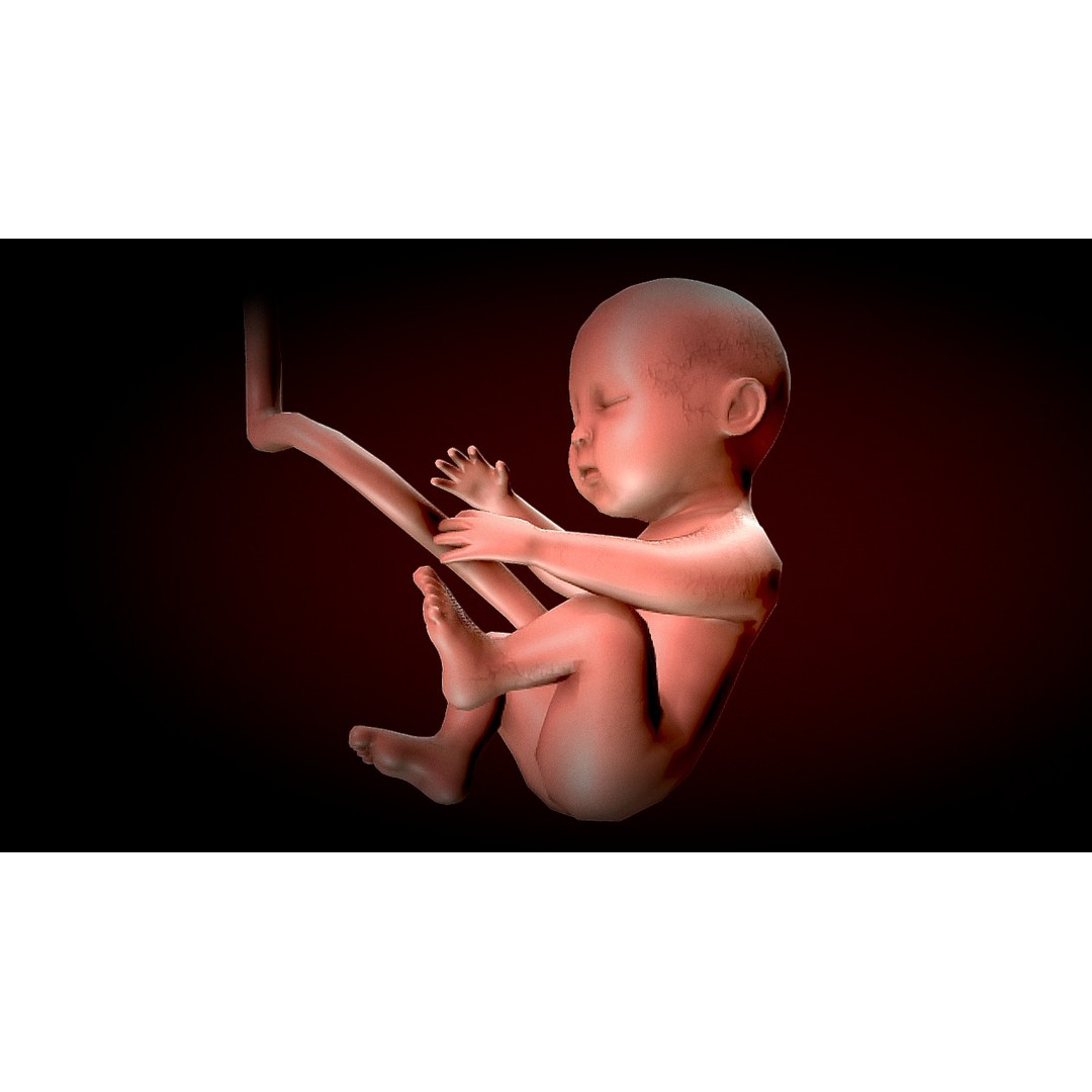 Human Fetus 3D Model – Low Poly Anatomy Stages of Development, FBX