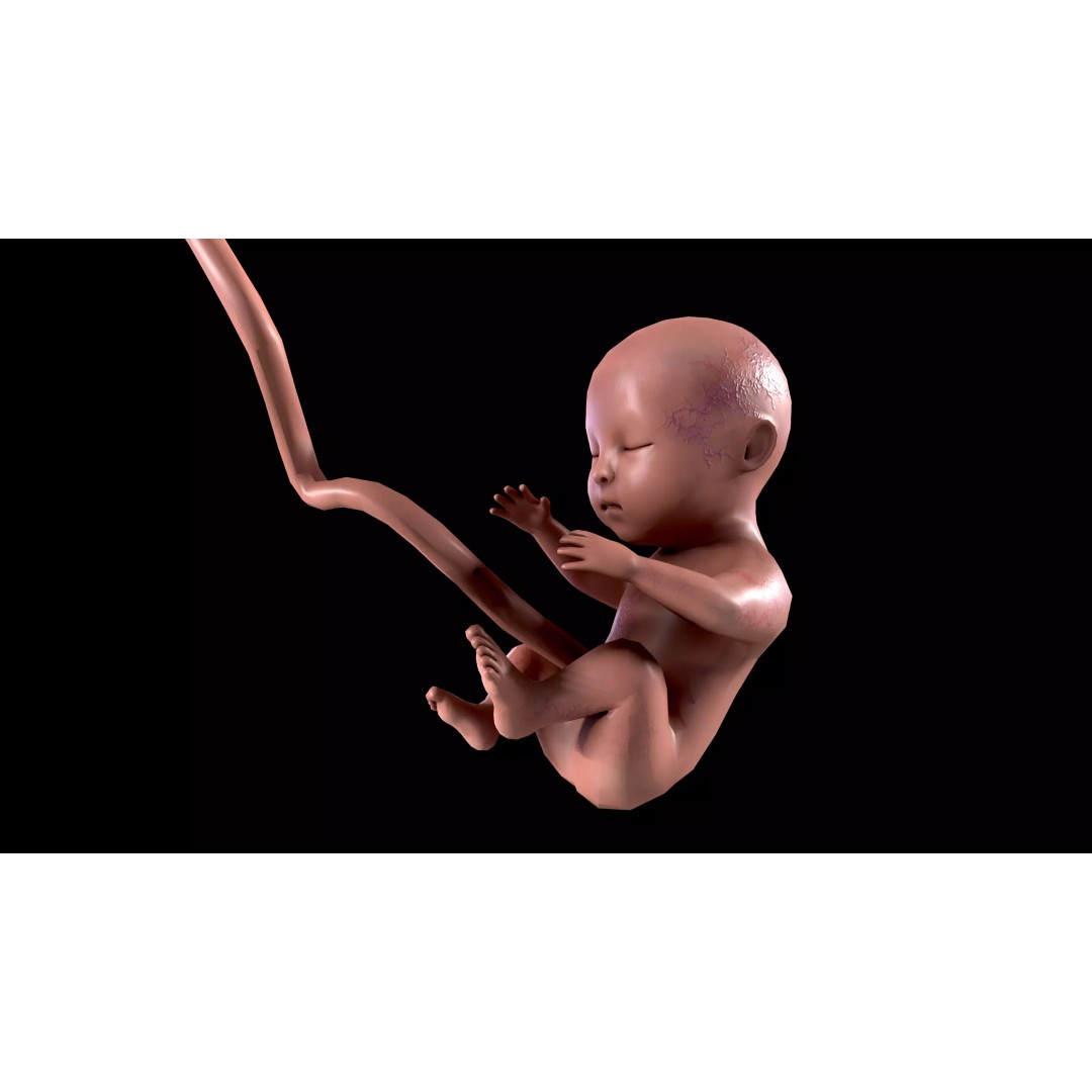 Human Fetus 3D Model – Low Poly Anatomy Stages of Development, FBX - View 2