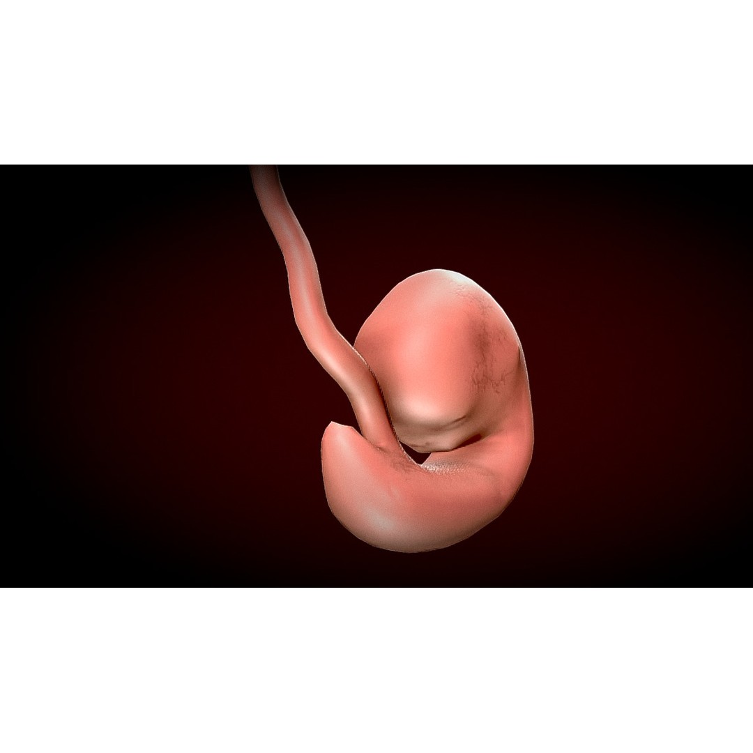 Human Fetus 3D Model – Low Poly Anatomy Stages of Development, FBX - View 3