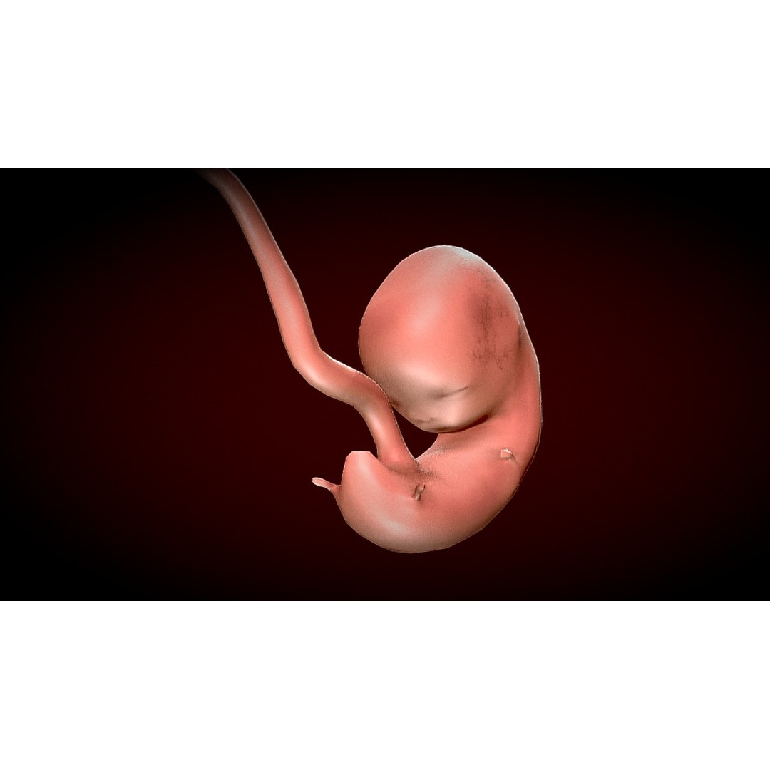 Human Fetus 3D Model – Low Poly Anatomy Stages of Development, FBX - View 4