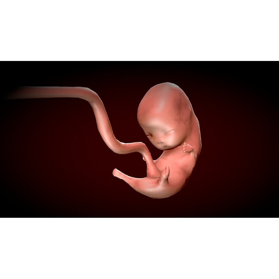 Human Fetus 3D Model – Low Poly Anatomy Stages of Development, FBX - View 5