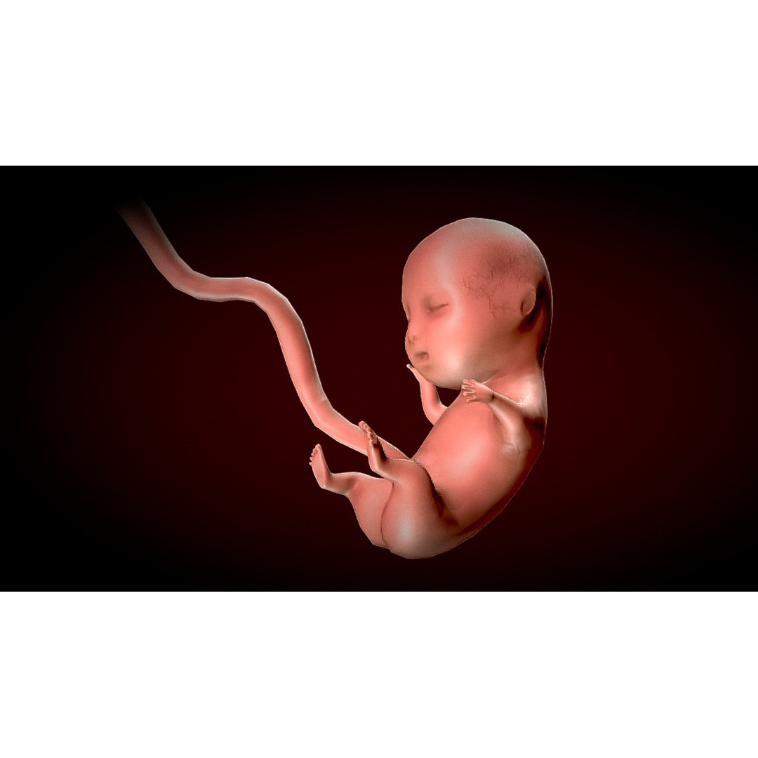 Human Fetus 3D Model – Low Poly Anatomy Stages of Development, FBX - View 7