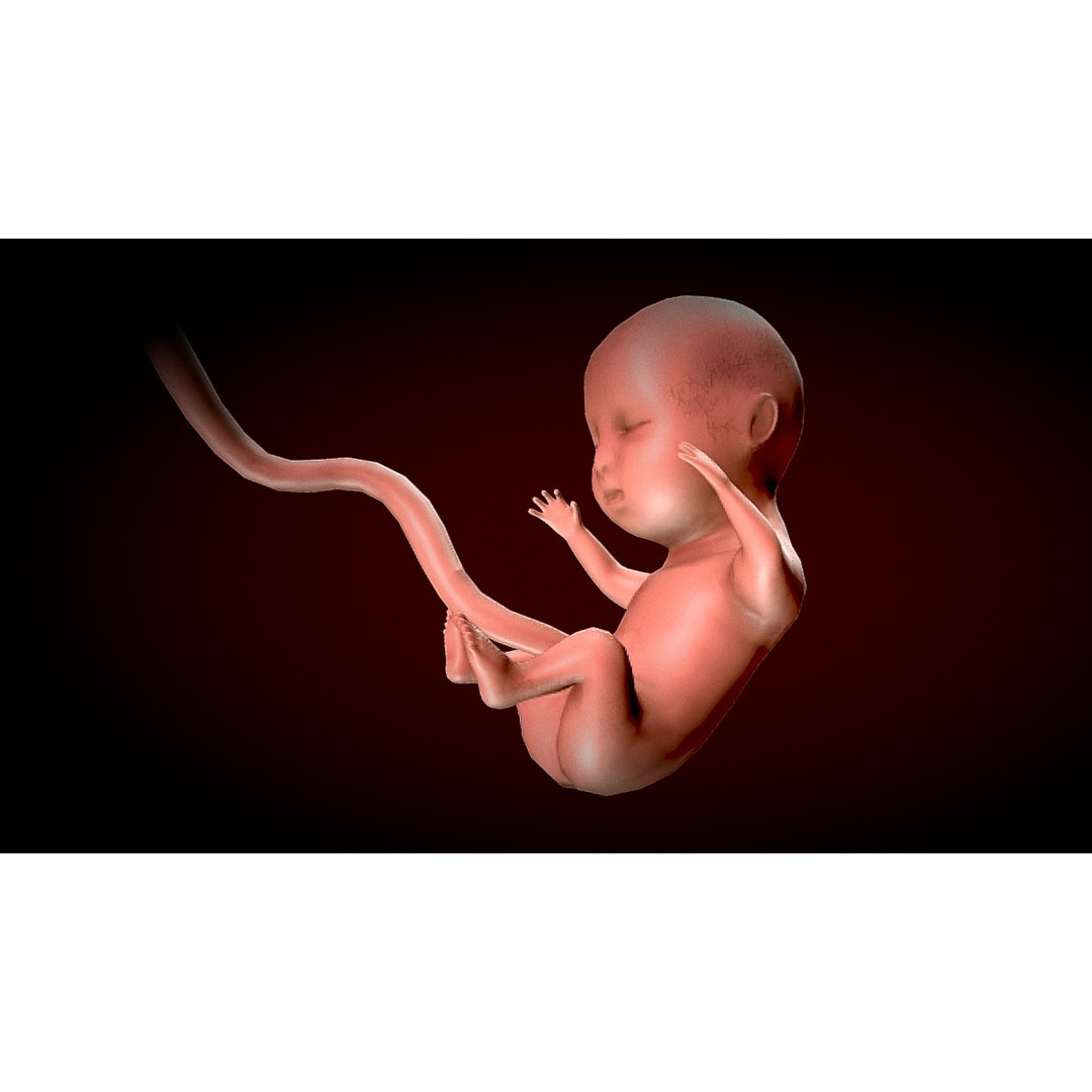 Human Fetus 3D Model – Low Poly Anatomy Stages of Development, FBX - View 8