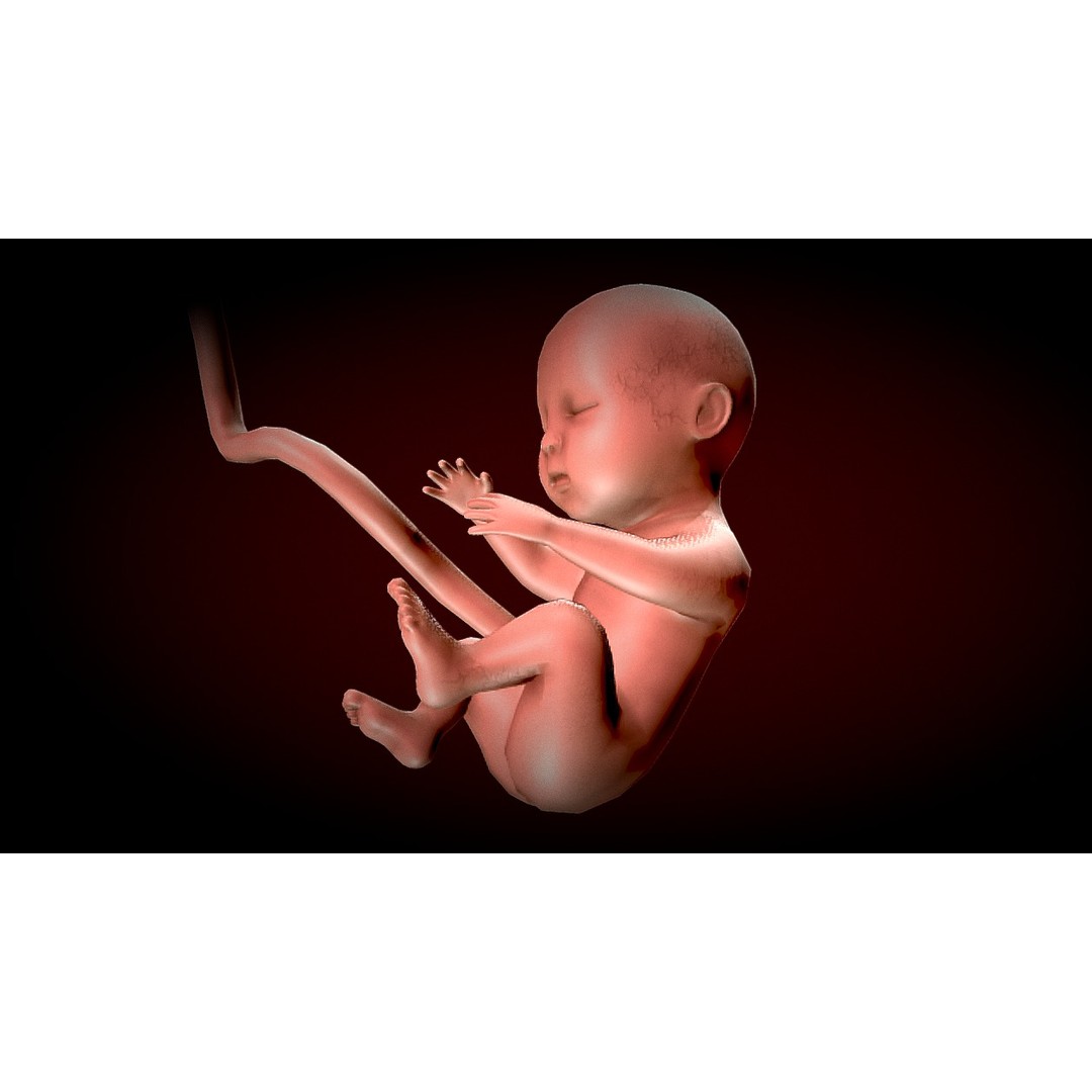 Human Fetus 3D Model – Low Poly Anatomy Stages of Development, FBX - View 9
