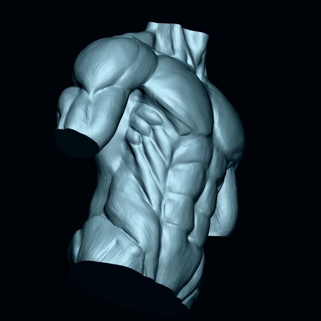 Male Human Torso 3D Model – High Poly Anatomical Model, FBX