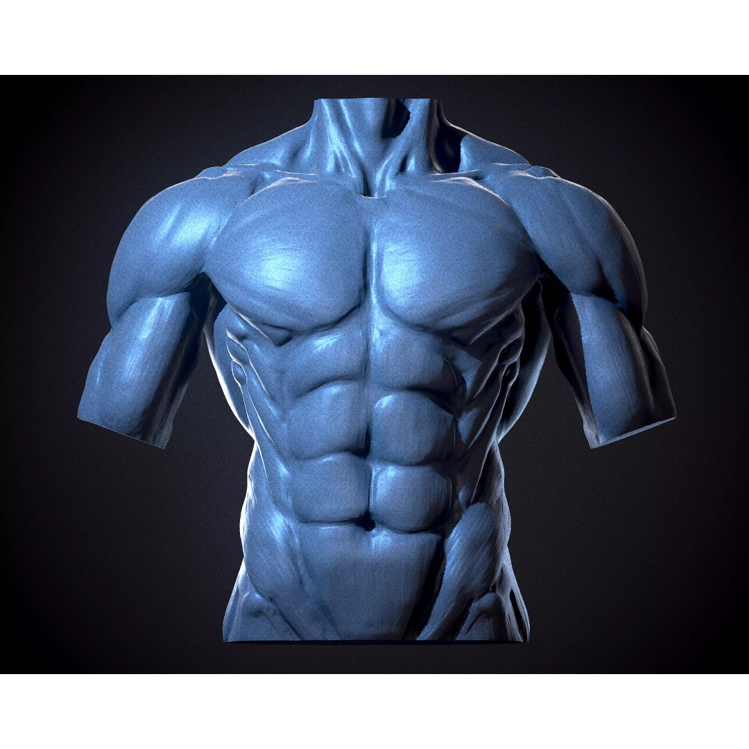 Male Human Torso 3D Model – High Poly Anatomical Model, FBX - View 2