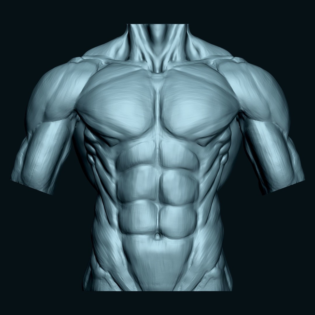 Male Human Torso 3D Model – High Poly Anatomical Model, FBX - View 3