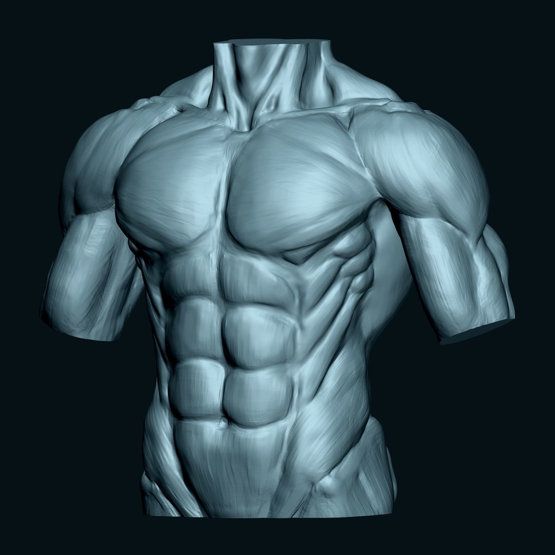 Male Human Torso 3D Model – High Poly Anatomical Model, FBX - View 4