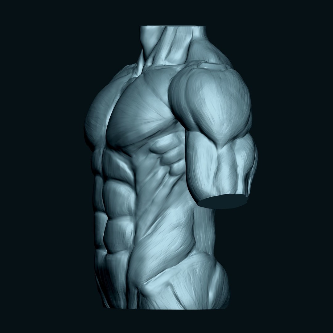 Male Human Torso 3D Model – High Poly Anatomical Model, FBX - View 5