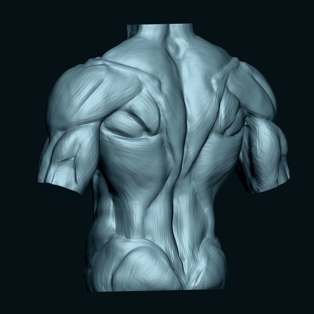 Male Human Torso 3D Model – High Poly Anatomical Model, FBX - View 6
