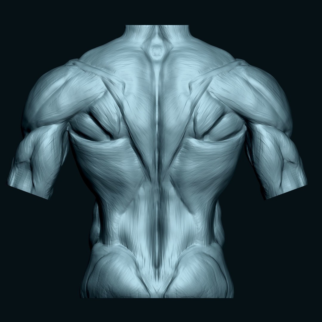Male Human Torso 3D Model – High Poly Anatomical Model, FBX - View 7