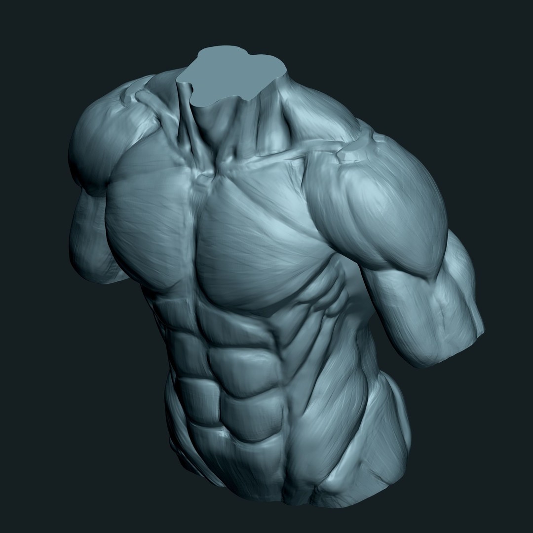 Male Human Torso 3D Model – High Poly Anatomical Model, FBX - View 8