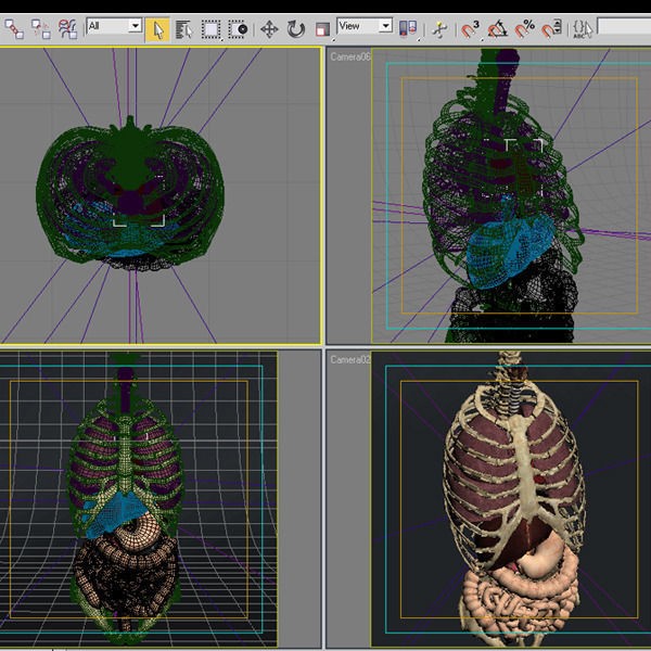 Anatomy Internal Organs 3D Model – Realistic Character Asset, FBX