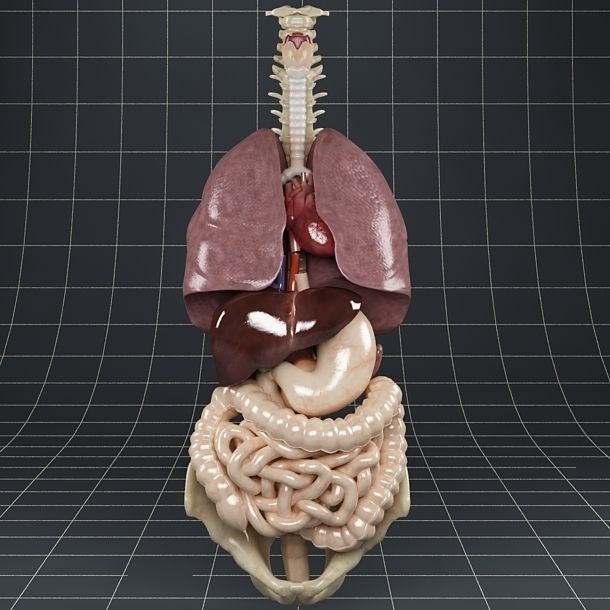 Anatomy Internal Organs 3D Model – Realistic Character Asset, FBX - View 10