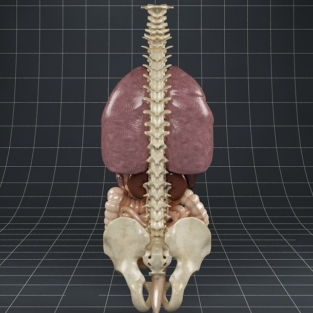 Anatomy Internal Organs 3D Model – Realistic Character Asset, FBX - View 11