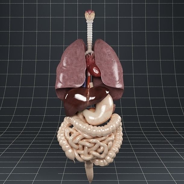 Anatomy Internal Organs 3D Model – Realistic Character Asset, FBX - View 12