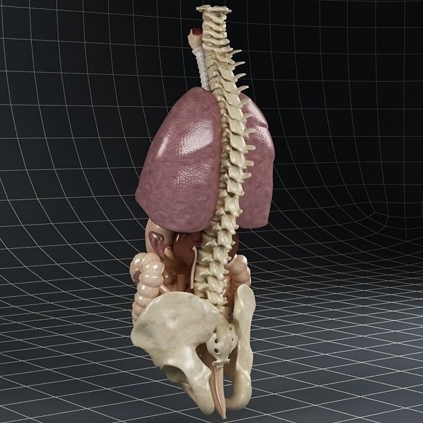 Anatomy Internal Organs 3D Model – Realistic Character Asset, FBX - View 13