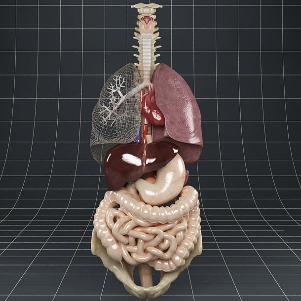 Anatomy Internal Organs 3D Model – Realistic Character Asset, FBX - View 14
