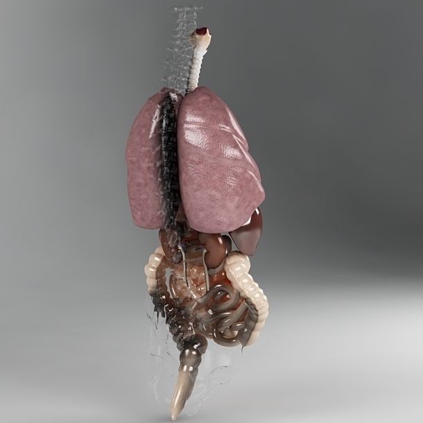 Anatomy Internal Organs 3D Model – Realistic Character Asset, FBX - View 15