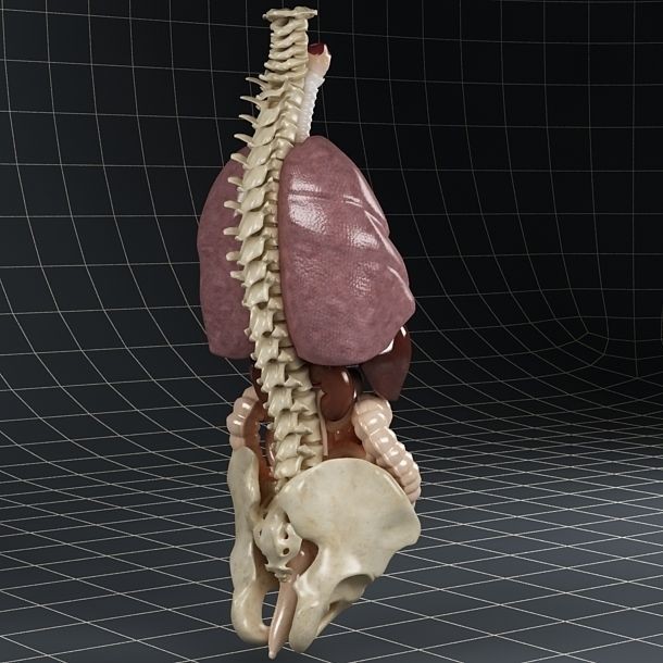 Anatomy Internal Organs 3D Model – Realistic Character Asset, FBX - View 16