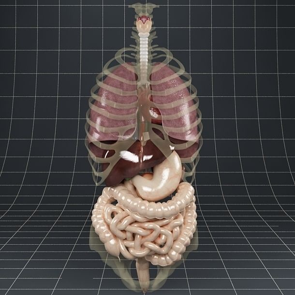 Anatomy Internal Organs 3D Model – Realistic Character Asset, FBX - View 17