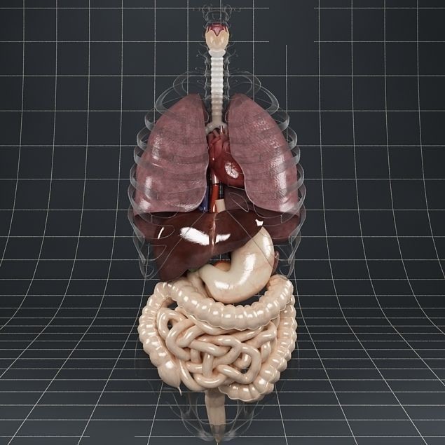 Anatomy Internal Organs 3D Model – Realistic Character Asset, FBX - View 18
