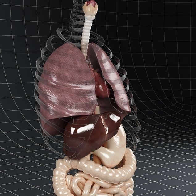 Anatomy Internal Organs 3D Model – Realistic Character Asset, FBX - View 19