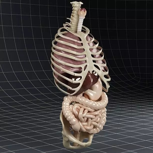 Anatomy Internal Organs 3D Model – Realistic Character Asset, FBX - View 2